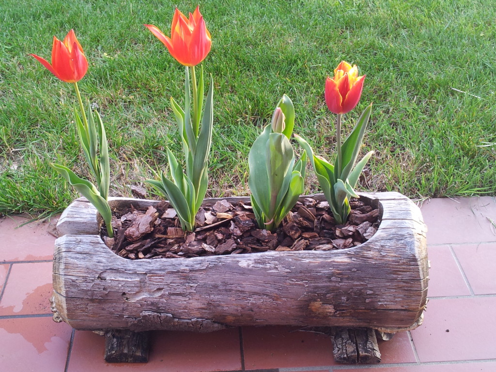 tulipani