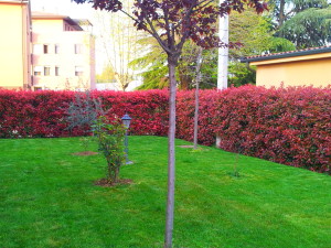 siepe photinia